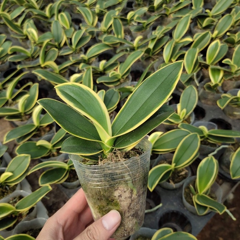Lan hồ điệp lá biên size to
