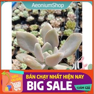 Sen Đá Xanh Mini 🌵🌵 Xuất Xứ Đà Lạt, Lỗi 1 Đổi 1 💪 💪