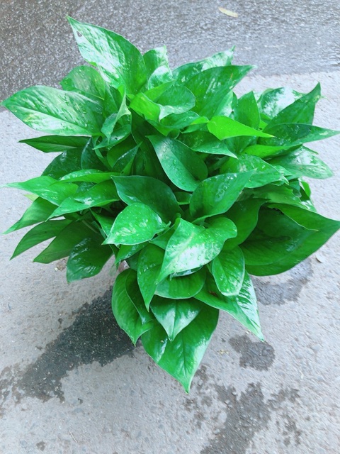 Trầu Bà Thái Trồng Thuỷ Sinh Size Đại