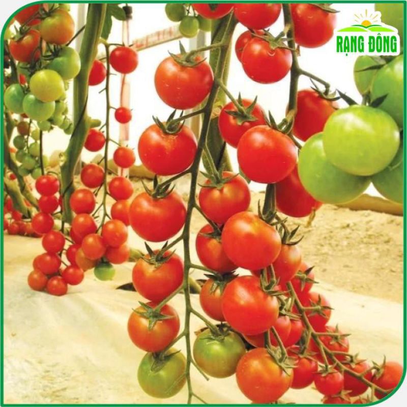 Hạt giống Cà Chua Cherry Đỏ lai F1 trồng quanh năm