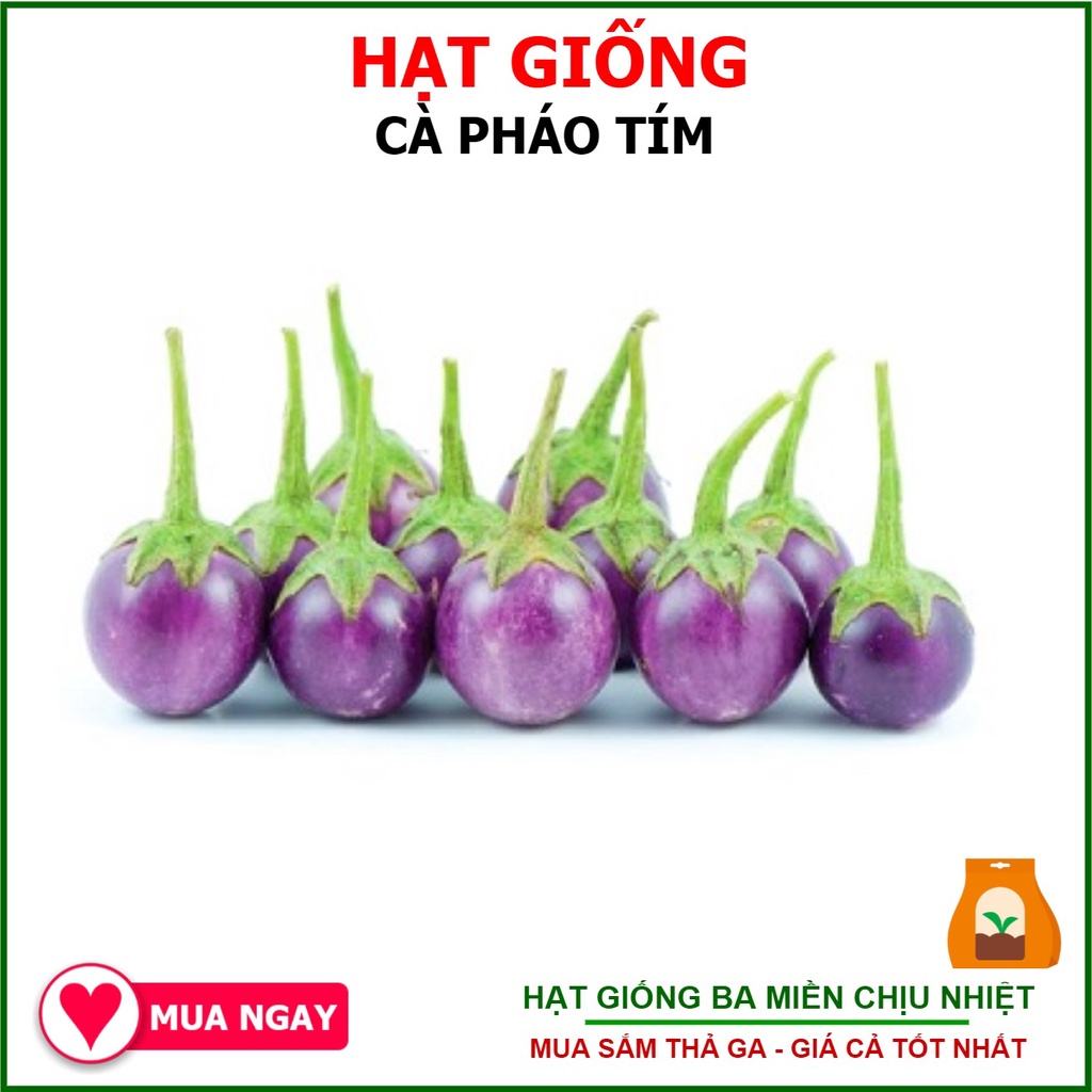 1G - Hạt Giống Cà Pháo Tím Tiểu Yến