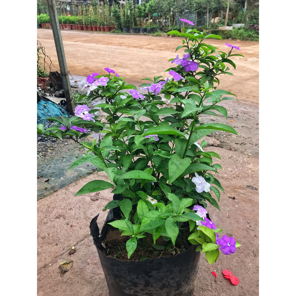 Cây hoa nhài nhật 2 màu, cây cao 30-40cm hoa nở quanh năm sức sống tốt cây hoa trồng chậu cảnh và ban công sân vườn