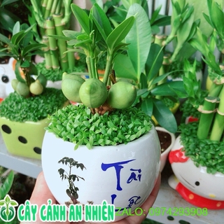 Chậu cây may mắn tài lộc