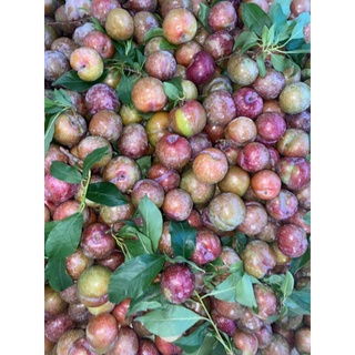 Mận Hậu Miền Bắc ( Mận Hà Nội )