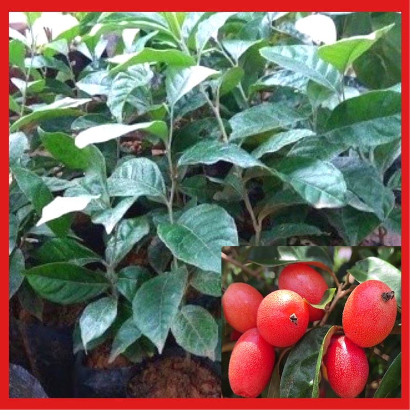 Cây giống nhót ngọt chỉ 8 tháng ra quả