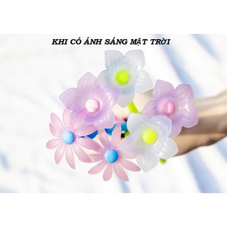 Bút Hoa Cúc Dại - Cát Cánh Đổi Màu