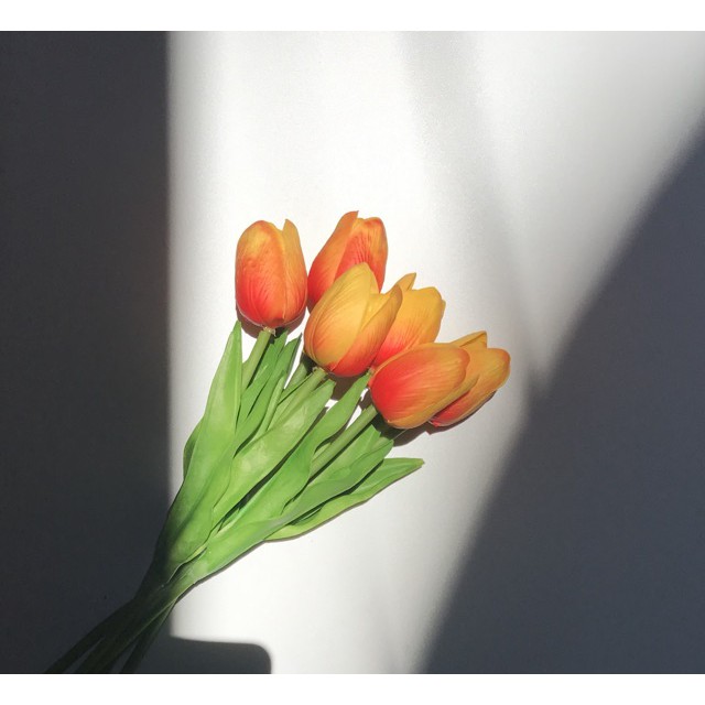 Hoa Tuylip màu sắc cánh mềm, chụp ảnh cực xinh luôn ạ ( Giá 1 bông)