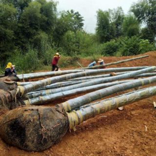 Cây Măng tre khổng lồ Thái Lan