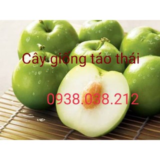 Cây Giống Táo Thái.