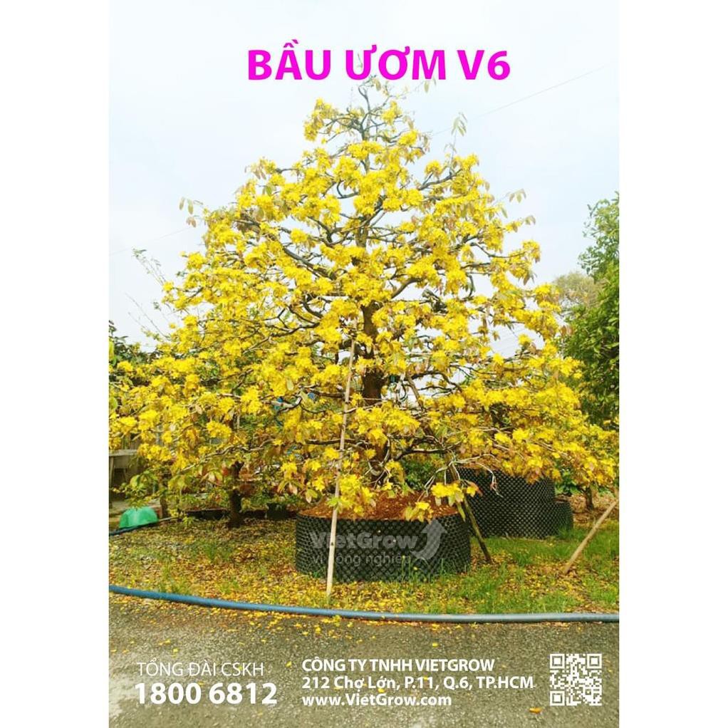 (Cao 40cm) Bầu ươm V6 (cắt tấm dài theo số lượng đặt, có sẵn ốc vít)