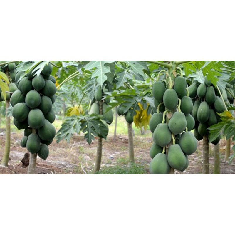 1 trái đu đủ xanh