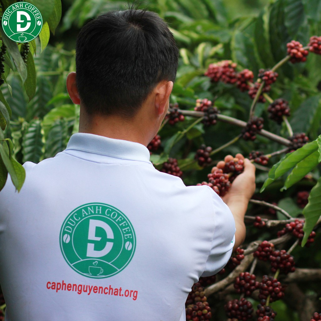 1kg Cà Phê Xay Pha Phin D73 (70% Robusta+30% Arabica) Rang Mộc Nguyên Chất Cafe Tỉ Lệ 7-3 Từ Công Ty Cà Phê Đức Anh