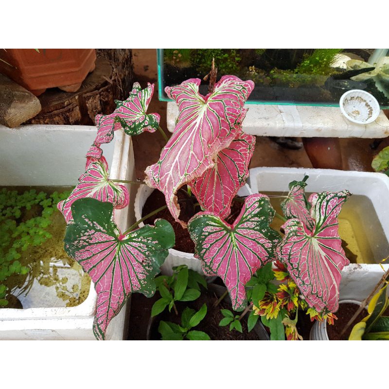 Cây kiểng lá môn Thiên Nga - Caladium Thai Beauty