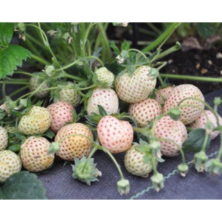 100 HẠT GIỐNG DÂU TÂY TRẮNG CHỊU NHIỆT ( DÂU TÂY BẠCH TUYẾT)