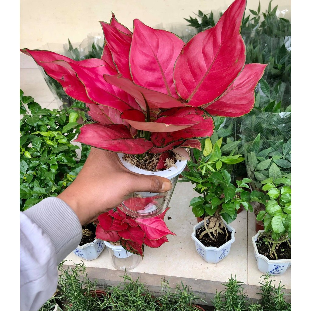 Cây vạn lộc đỏ thủy sinh  - THẾ GIỚI HOA CÂY CẢNH -.