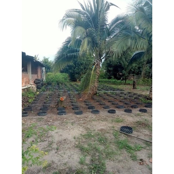 50m bầu v6 cao 20cm( dày 0,6mm) có tặng kèm ốc vít