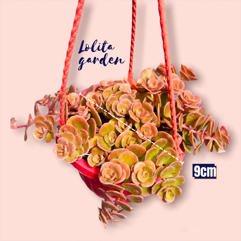 Sen đá sedum vảy cá chép chậu treo Đà Lạt size trung bình cây cảnh trang trí nhà cửa Lolita garden