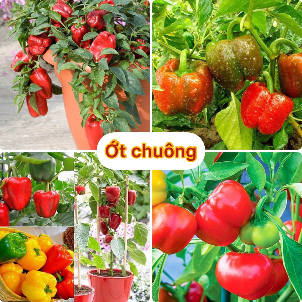 Hạt giống ớt chuông ( gói 60 hạt, tặng kèm phân)