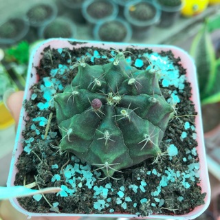 Combo chậu + sen đá + xương rồng