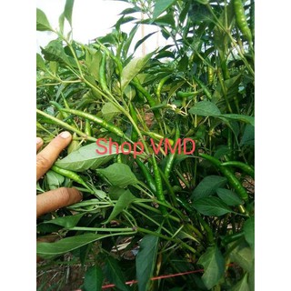 Hạt giống Ớt Chỉ Thiên