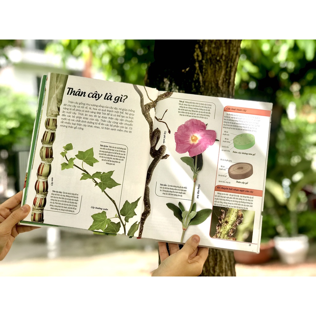 SÁCH - BÁCH KHOA THƯ VỀ THẾ GIỚI THỰC VẬT - CÂY, LÁ, HOA VÀ HẠT