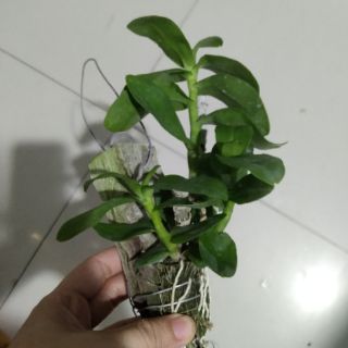 Trầm lai thân nù