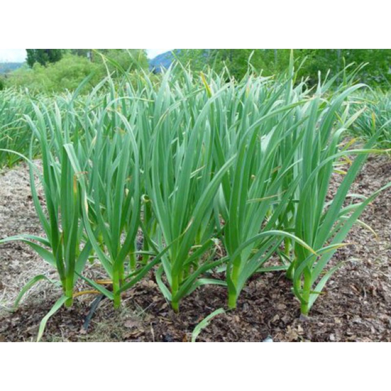 Phân bón lá Chuyên dùng cây HÀNH - HẸ giúp mau mập cọng to cứng, cây khoẻ, xanh cây, lớn bụi cây nhanh phát triển
