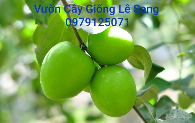 Cây Táo Xanh Giống Thái Siêu Trái. CHUẨN GIỐNG.