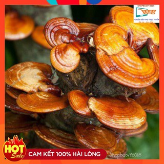 SIÊU GIẢM GIÁ/ 500gr Nấm linh chi rừng Tây Bắc Nguyên cây nấm