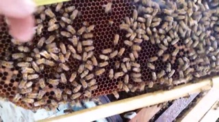 2 lít compo mật ong rừng cà phê