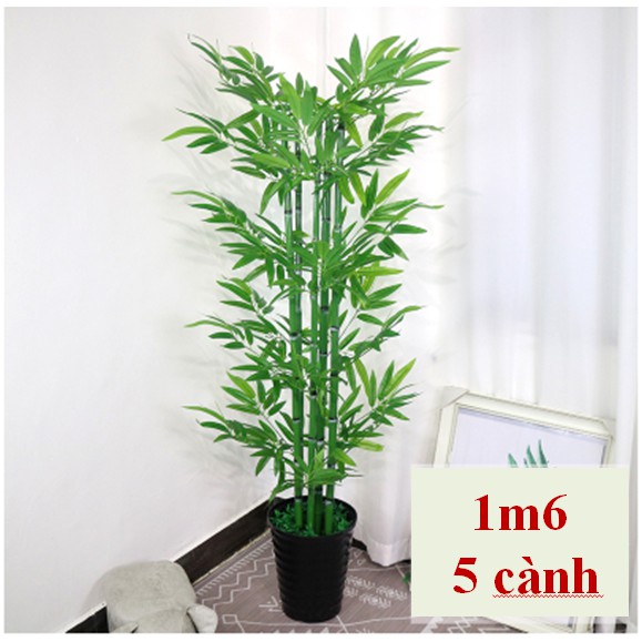 Cây Tre Trúc Cảnh