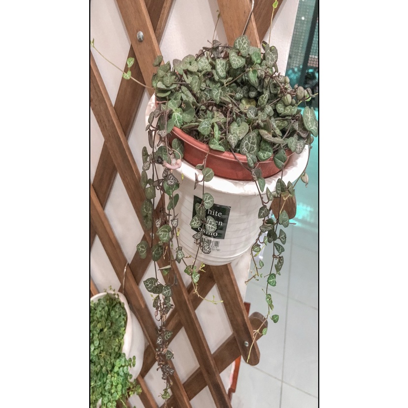 [Cao Cấp] Khung giàn gỗ treo cây ban công, Giàn leo hoa hồng gỗ KT 140x 60 cm Goodwood