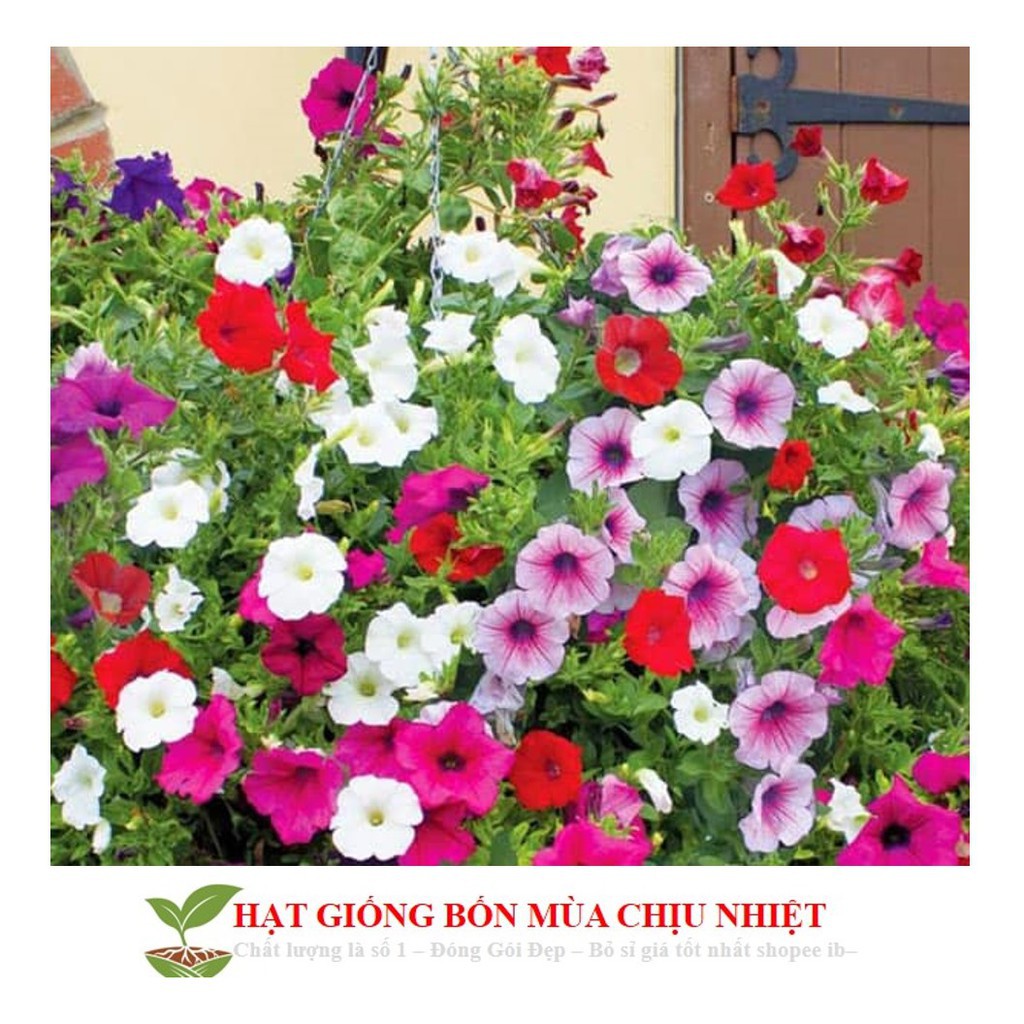 Hạt Giống Dạ yến thảo Mix 100 Hạt/ Gói ĐẾN MÙA TRỒNG TẾT luckyseed hạt siêu rẻ