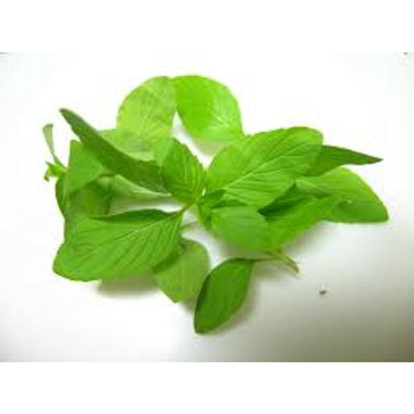hạt giống húng cây hạt giống thế giới chuẩn f1