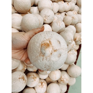 Dừa Xiêm Trọc