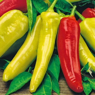 0.1Gr Hạt giống Ớt sừng ngọt tặng kích mầm