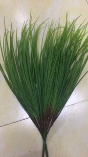 cây lúa mạ non
