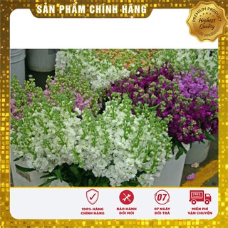 Hạt Giống Hoa Hoàng Anh Mix 50 Hạt