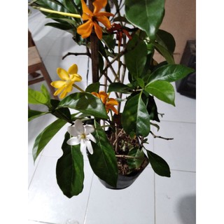 lài hoàng gia đổi màu,hoa rất thơm
