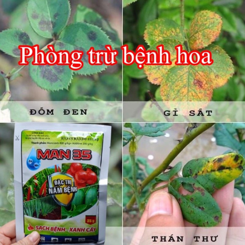 Man xanh Ấn độ, mancozeb, thuốc man gói 35g phòng ngừa nấm bệnh: Đốm vàng lá, thán thư, sương mai, mốc sương, phấn trắng
