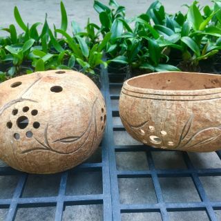 Chậu gáo dừa