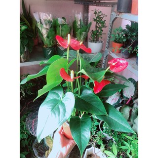 CÂY HỒNG MÔN
