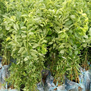 Cây Mận Hậu