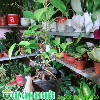 Cây Sung Bonsai