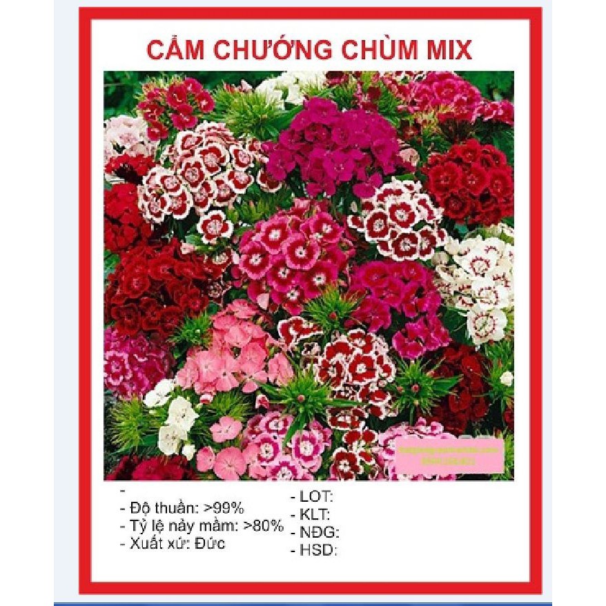 Hạt Giống Hoa Cẩm Chướng Chùm Nhiều Màu 50 hạt