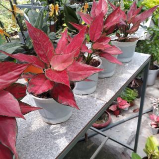 🍓 Cây Hồng Phát Lộc ( lá đỏ đậm )🍓