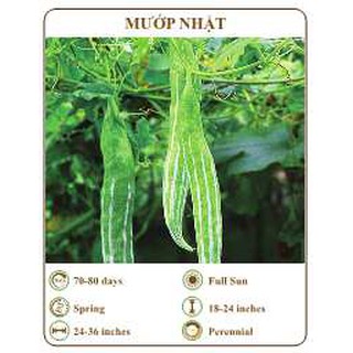 Hạt giống mướp nhật - THE XANH