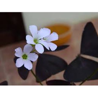 củ hoa bướm đêm