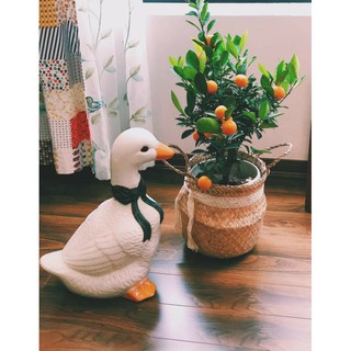 Giỏ cói, chậu cói trồng cây
