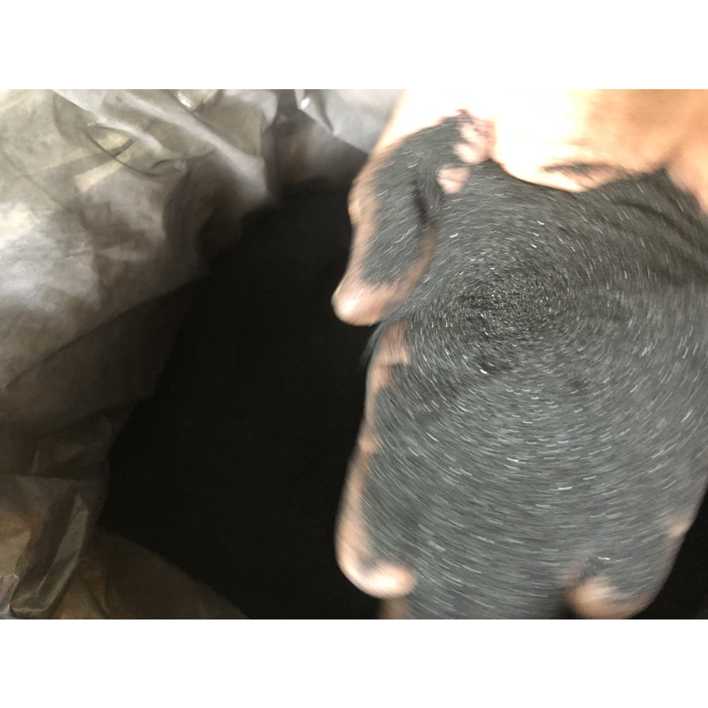 100g Phân bón hữu cơ sinh học ACID Humic kích rễ, cải tạo đất cho sầu riêng, cây có múi..